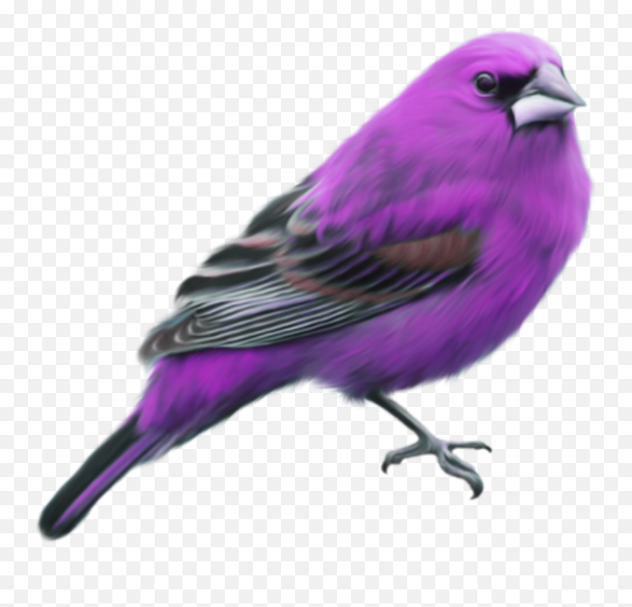 Bird Spring Purple Sticker - Purple And Black Bird Emoji,Purple Bird Emoji