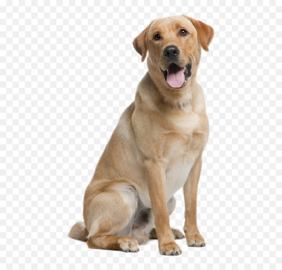 Labrador Retriever - Labrador Retriever Hell Emoji,Happy Birthday Emoticons With Labrador Retriever