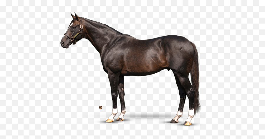 Horses Thoroughbred Horse Horse Racing - Krämer Abschwitzdecke Emoji,Dead Horse Emoticon