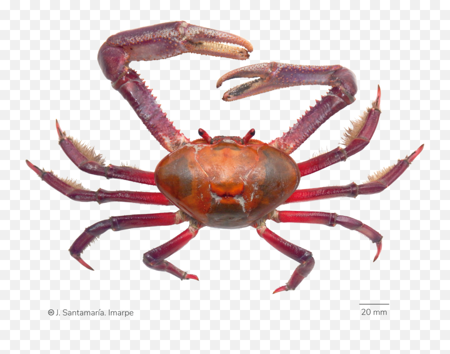 Catálogo Digital De La Biodiversidad - Cangrejo De Manglar Png Emoji,Emojis Dientudos