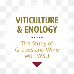 Grapes U0026 Vineyards Wsu Viticulture And Enology - Lao Emoji,Facebook Emoticons Grapes