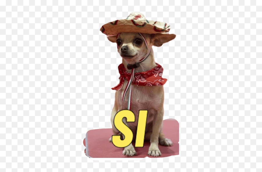 Mexicanos - Dog Clothes Emoji,Emoji Dog Hat