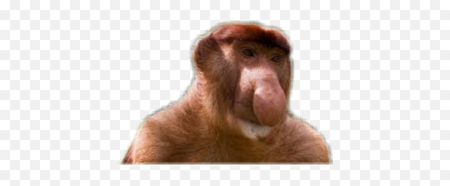 The Most Edited Janusz Picsart - Rhesus Macaque Emoji,Ts Emoji Emoticon Monkey