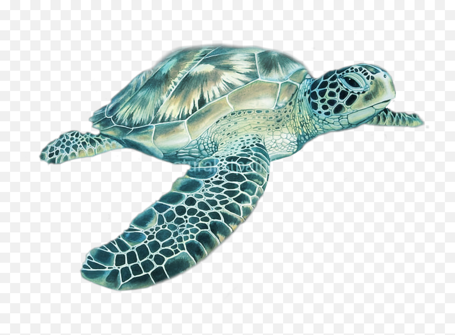 Trending - Hawksbill Sea Turtle Emoji,Sea Turtle Emoji