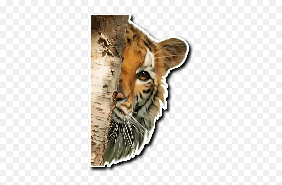 Telegram Sticker From Tiger Tiger Pack Emoji,Bengal Emoji