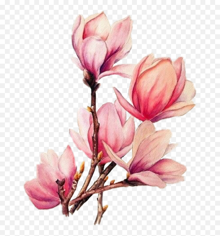 Boquet Bouquet Watercolor Sticker - Transparent Pink Watercolor Rose Emoji,Boquet Emoji