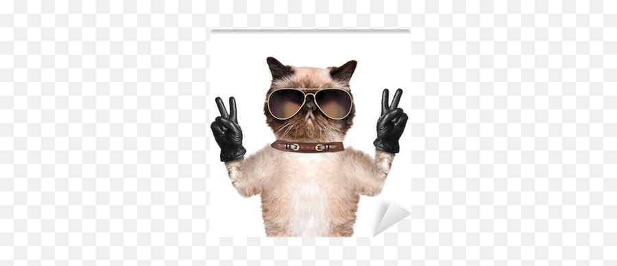 Wall Mural Cat With Peace Fingers In Black Leather Gloves Emoji,Japanese Emoticon Pointing Uo