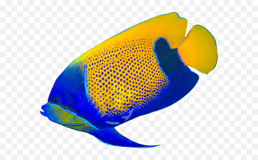 Salt Water Fish Clip Art - Png Download Full Size Clipart Transparent Background Tropical Fish Transparent Emoji,Man Fishing Emoji