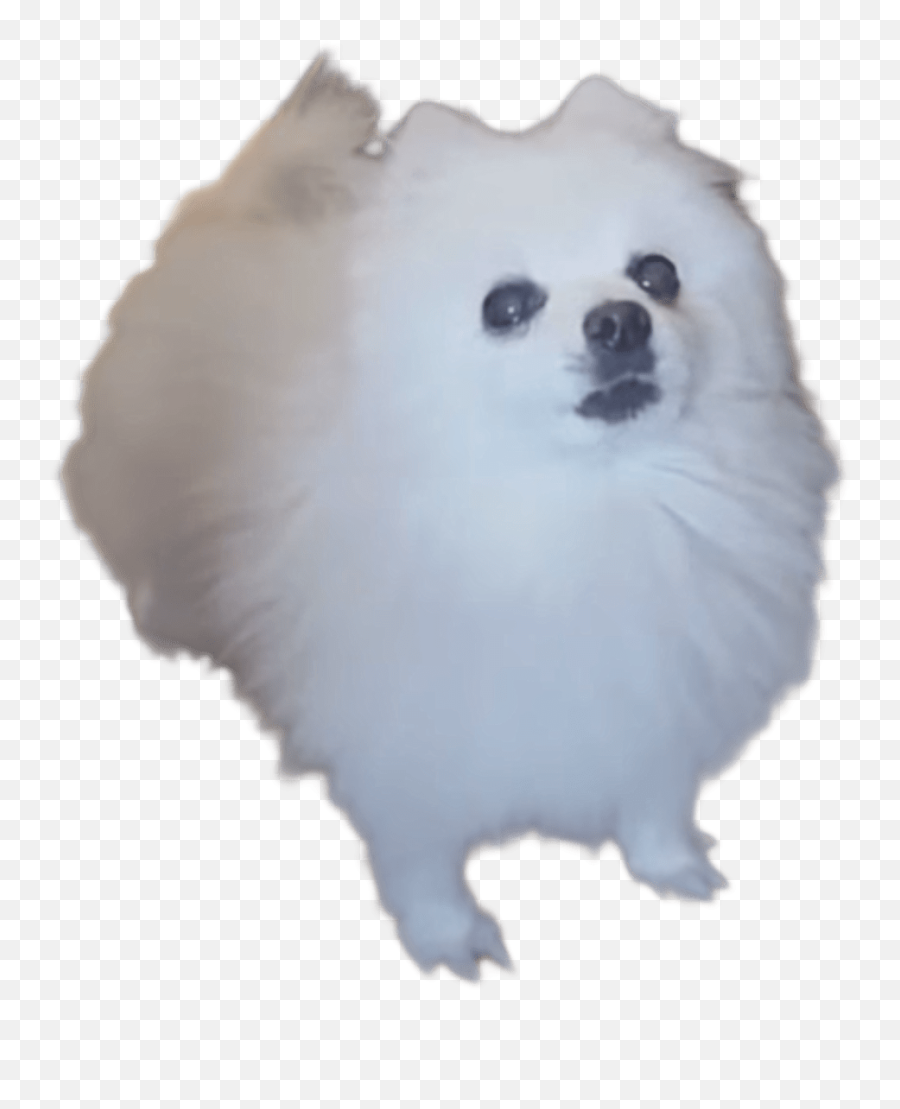 Gabe The Dog Png Emoji,Emoji Dog Wallpaper