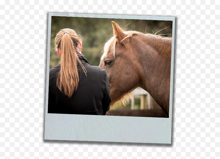Horse Assisted Therapy - Horse Supplies Emoji,Horse Emotions