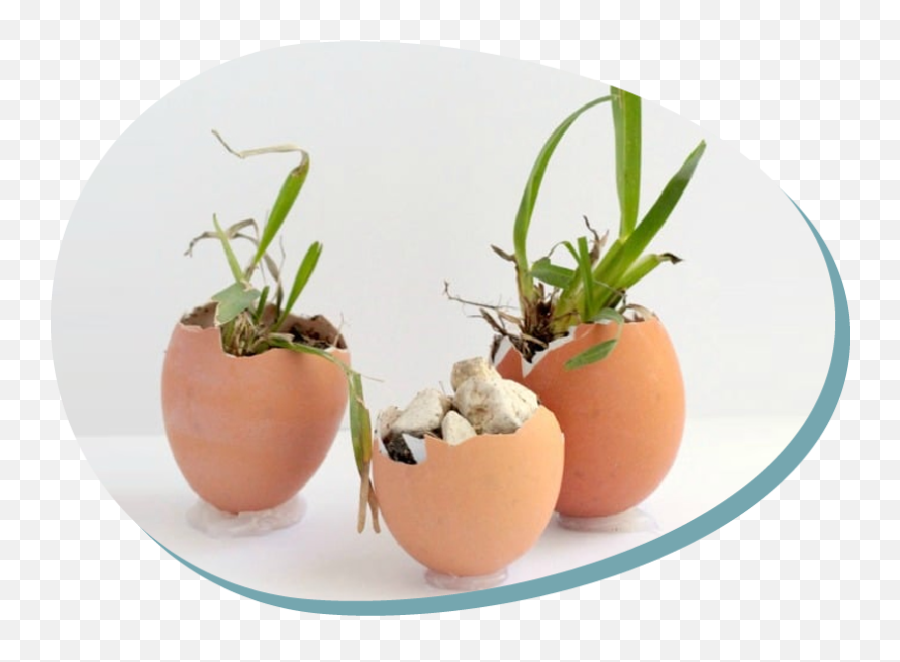 A Plant In An Egg Shell - For Indoor Emoji,Egg Emotions