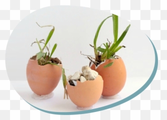 A Plant In An Egg Shell - For Indoor Emoji,Egg Emotions