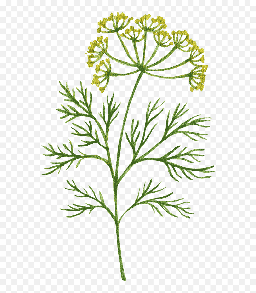 Plant Store Gardenary - Dill Watercolor Emoji,Green And Plants Indoor Effect On Human Emotion