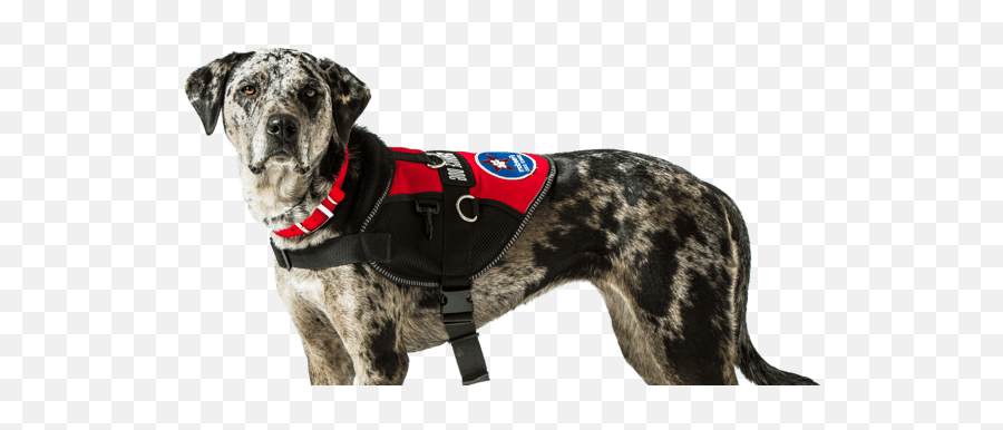 Dr - Dog Clothes Emoji,Dog Eats Emoji Photo