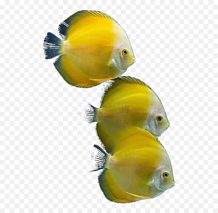 The Coolest Fish Stickers - Discus Emoji,Fish Horse Head Emoji