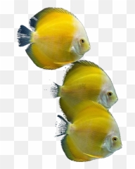 The Coolest Fish Stickers - Discus Emoji,Fish Horse Head Emoji
