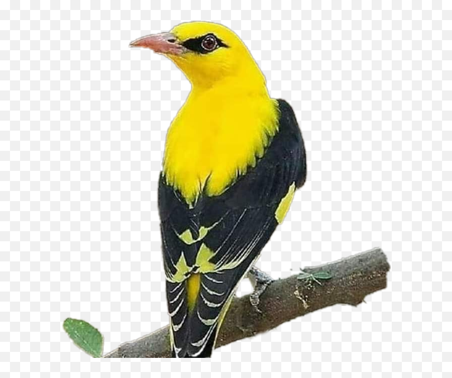 Kanarya Sticker - Eurasian Golden Oriole Emoji,Oriole Emoji