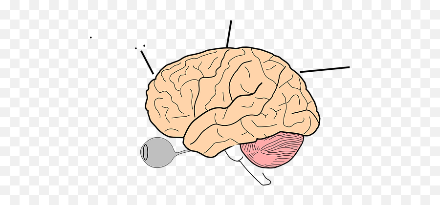 100 Free Human Brain U0026 Brain Vectors - Pixabay Easy To Draw Brain Lobes Emoji,Brain Emoji