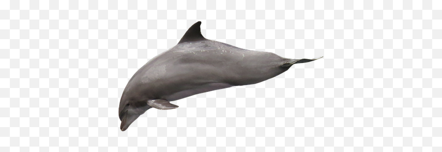 100 Free Jumping Dolphins U0026 Dolphin Photos - Pixabay Golfinho Png Emoji,Dolphin Emotions