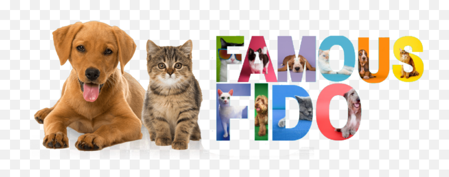 Famous Fido Rescue U2013 Building A No More Homeless No Kill Nation Emoji,Emotion Pets Cherry The Cat Like Toy