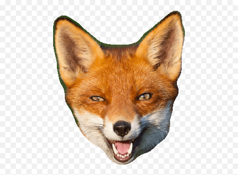 Fox Gif Transparent - 15 Free Hq Online Puzzle Games On Transparent Red Fox Gif Emoji,Fox Emoji Android