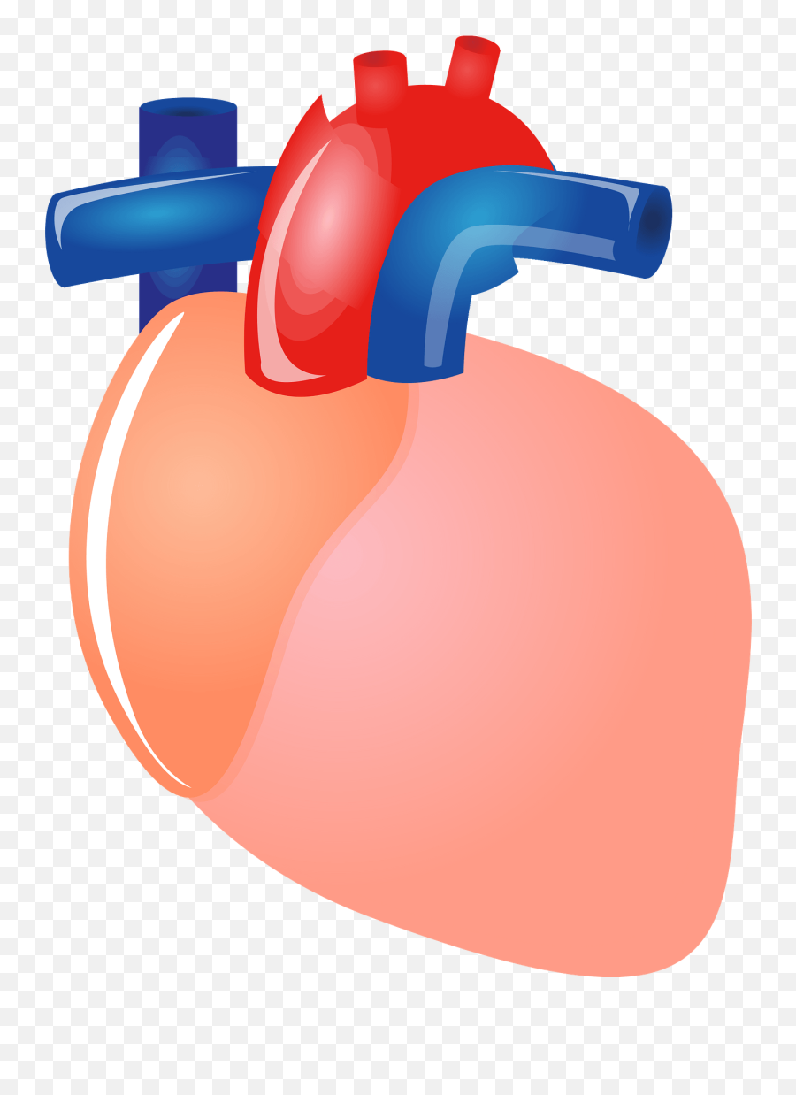 Heart Organ Clipart Free Download Transparent Png Creazilla Emoji,Blood Heart Emoji