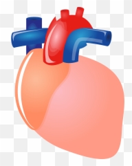Heart Organ Clipart Free Download Transparent Png Creazilla Emoji,Blood Heart Emoji