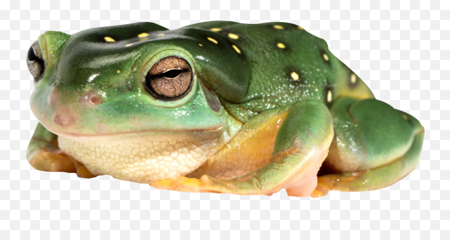 Frog Png Transparent Image - Freepngdesigncom Emoji,Creeper Emoji Copy And Paste