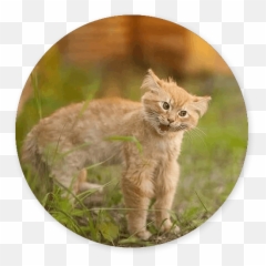 Talkitty - Cats Stickers By Alejandro Rodriguez Uson Two Angry Cats Emoji,Funny Cat Emotions