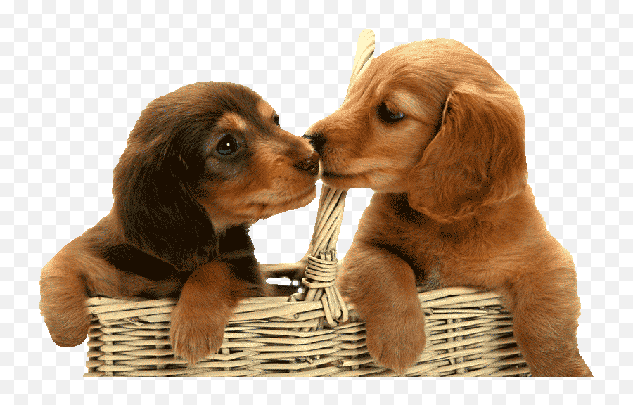 Desexing Dogs U0026 Puppies - Costs U0026 Benefits Of Desexing Puppies In Basket Transparent Background Emoji,Neutered Dog Emoticons