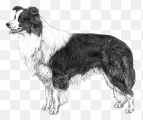 Embark Dog Dna Test - Border Collie Skk Emoji,Husky/border Collie Emoji