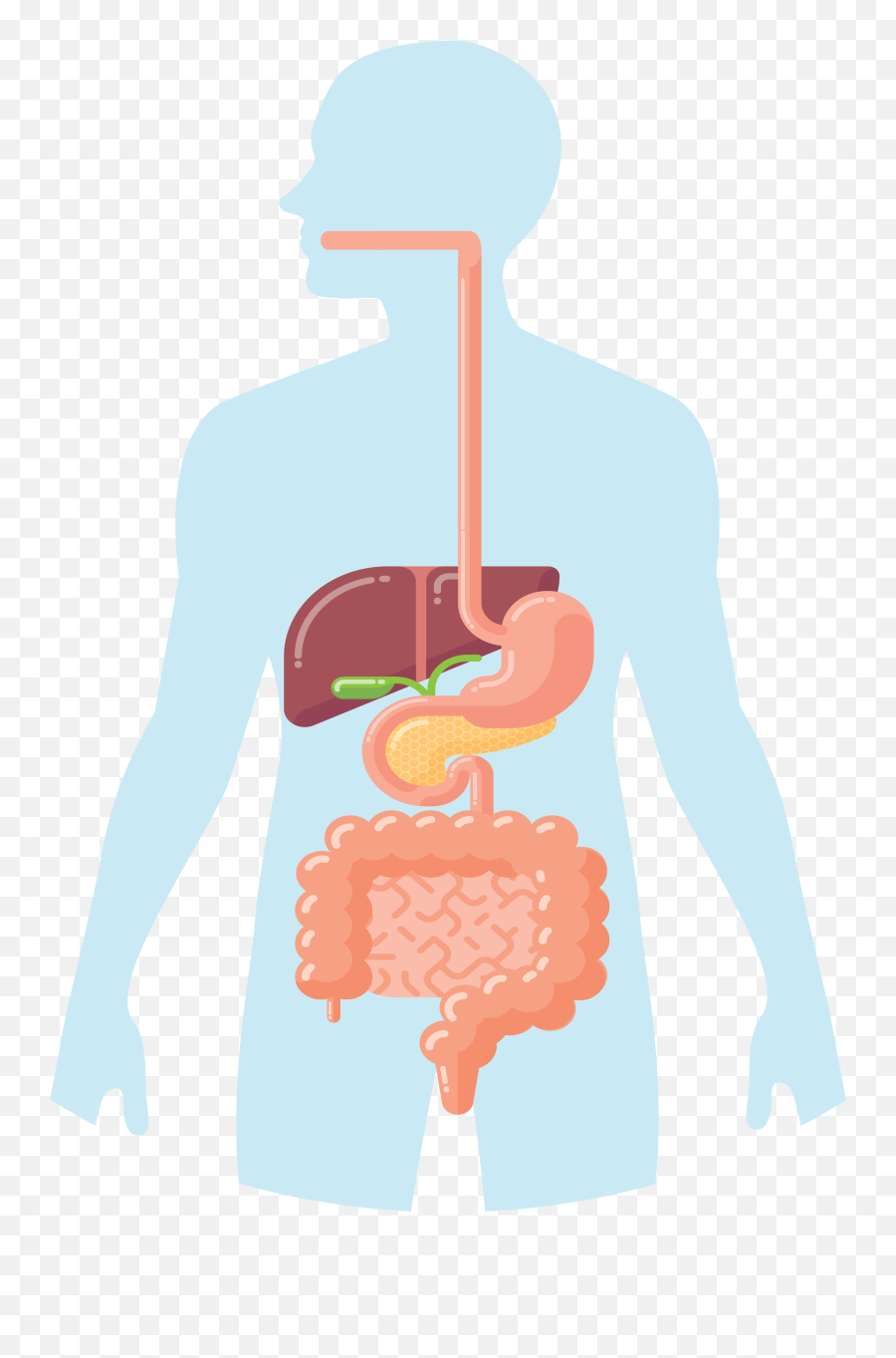 Consumeru0027s Guide To Pancreatic Enzyme Replacement Therapy - Illustration Emoji,Emotion Code Small Intestine Acen