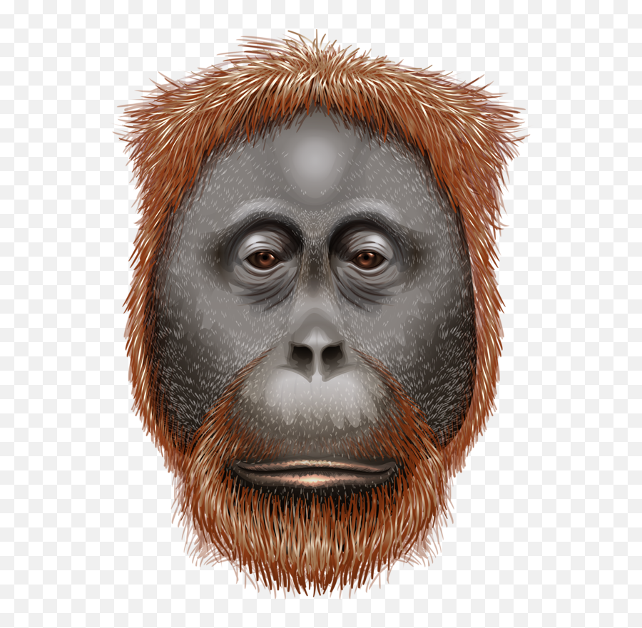 Gorillaapemonkeyface Sticker - Orangutan Kafasi Emoji,Ape Emoji