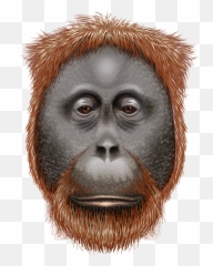 Gorillaapemonkeyface Sticker - Orangutan Kafasi Emoji,Ape Emoji
