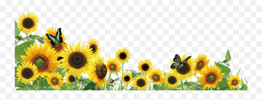 Sunflower Lanyard Program For Hidden Disability Awareness - Sun Flowers Png Hd Emoji,Facebook Sunflower Emoticons