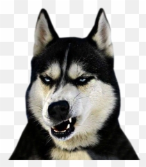 Funny Doge By Dmitrii Demurin - Dog Quotes Funny Short Emoji,Funny Doge Emojis For Iphone