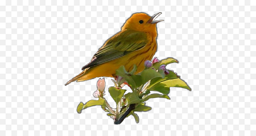 Bird Pájaro Sticker - American Yellow Warbler Emoji,Oriole Emoji