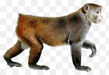 Walking Monkey Transparent Png Images Download - Yourpngcom Monkey Walking Png Emoji,Ape Emoji Png