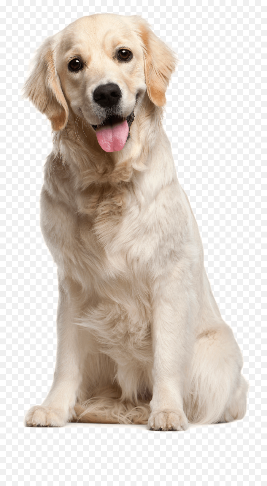 Dog Anxiety A Full Guide And Recommended Dog Anxiety - Dog Png Emoji,Dogs Emotions