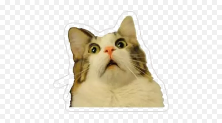 Stickers De Gatos Para Whatsapp 2019 Apk Latest Version Emoji,Pacote De Emojis Whatsapp Png