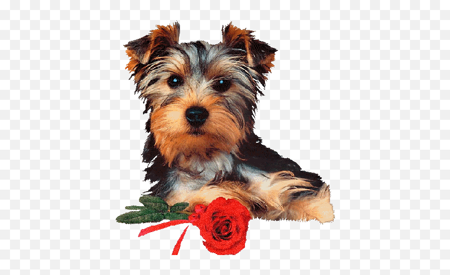 Yorkshire Terrier - Yorkie Love Gif Emoji,Yorkie Emoticon