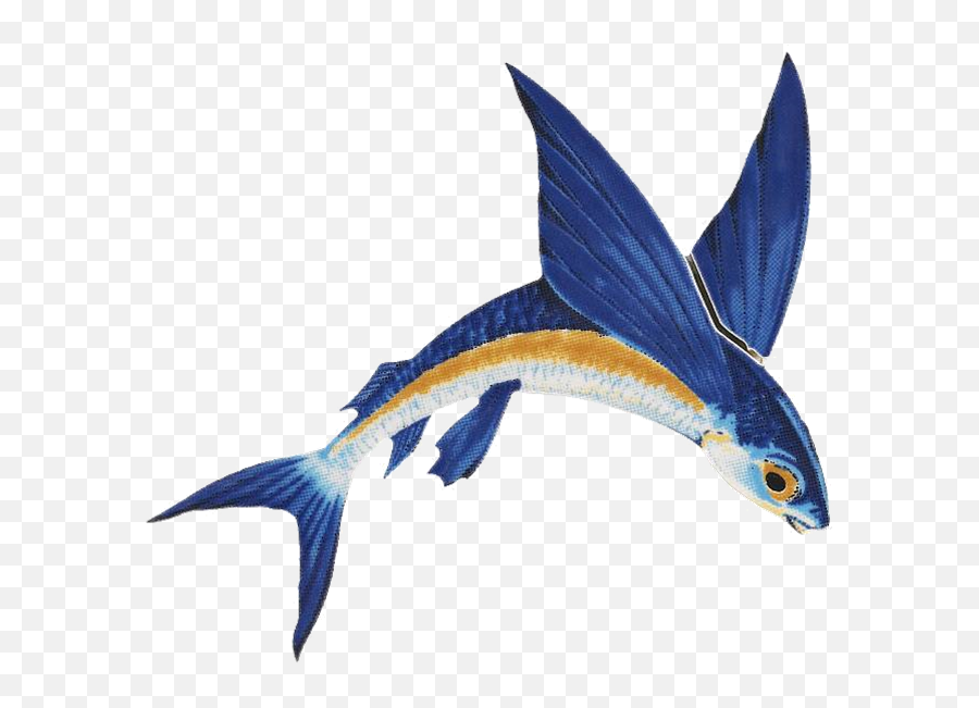 Png Flying Fish U0026 Free Flying Fishpng Transparent Images - Color Is A Flying Fish Emoji,Neko Atsume Emoji