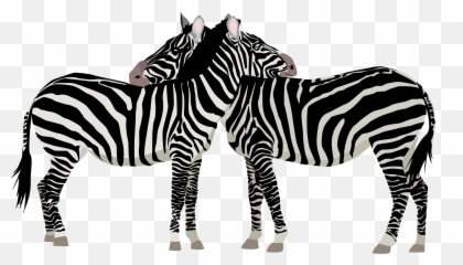 Families Clipart Zebra Families Zebra Transparent Free For - Zebra Vector Emoji,Zebra Emoji