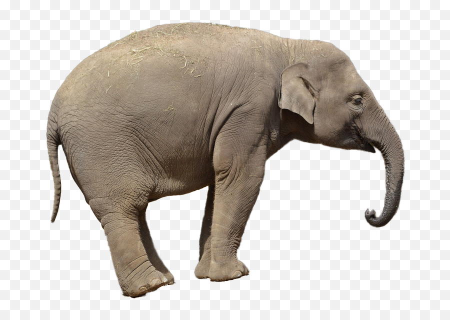 Elephant African Wildlife Mammal Nature - Elephant Transparent Background Emoji,Elepahnt Model Emotion