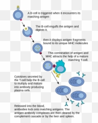 Study - Mechanism Of B Lymphocytes Emoji,Psychology Mcat Schacter-singer Theory Of Emotion