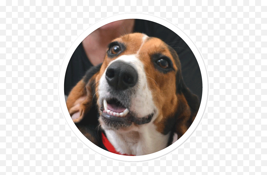 Spayneuter Awareness Month - Humane Society Of Broward Beagle Emoji,Neutered Dog Emoticons