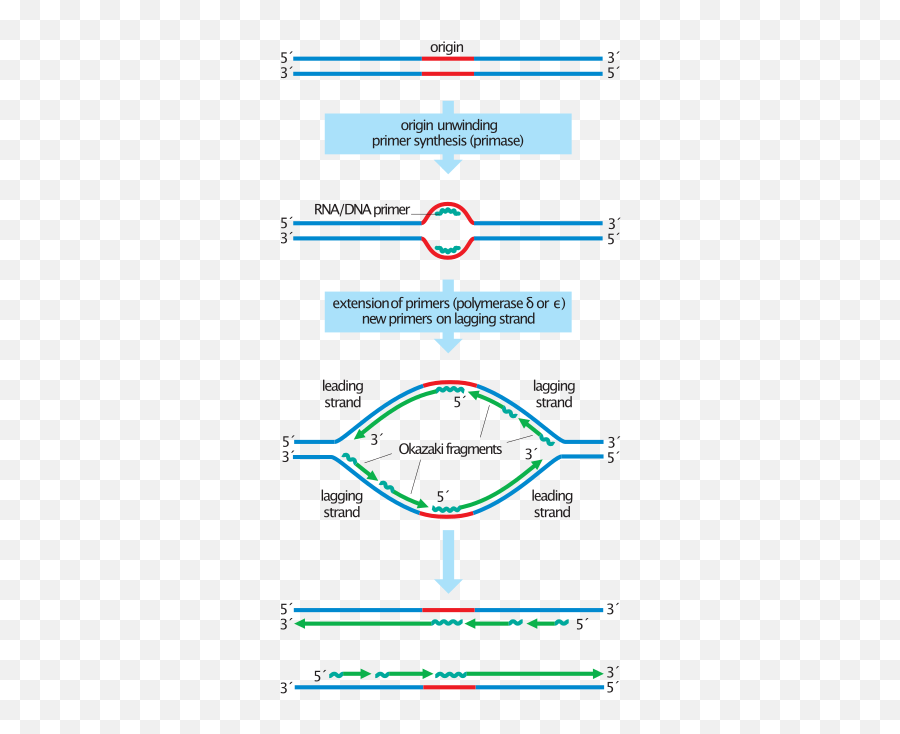 S Phase - Primase Enzyme Emoji,Mitosis In Emojis