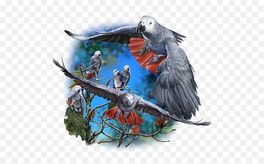 African Grey Parrots T - African Grey Parrot Art Emoji,African Grey Parrot Reading Emotions