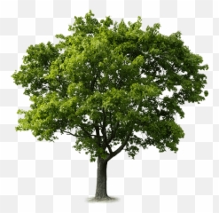Contributions To The Tribute Of David Irwin Petch Tompkins - Tree Png Emoji,Family And Tree Emojis