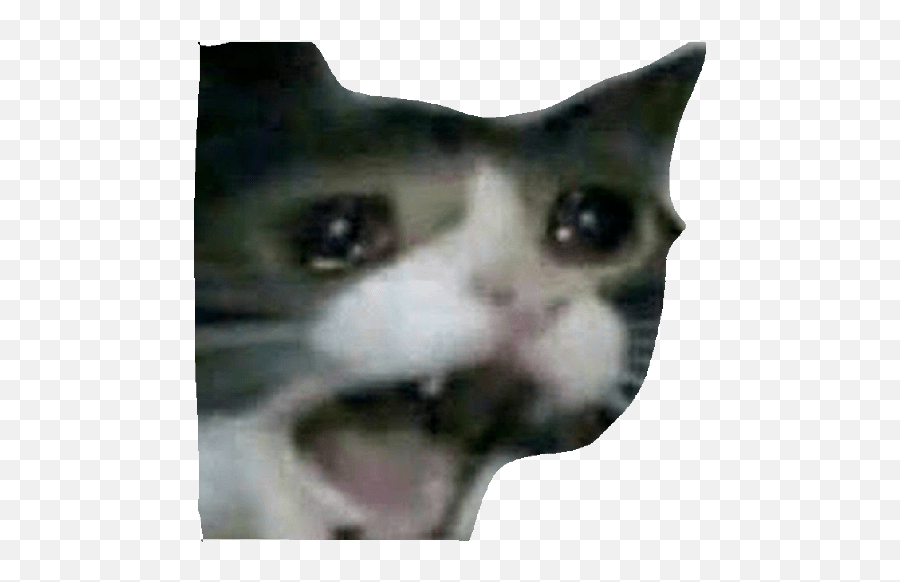 Memes Pocoyo - Domestic Cat Emoji,Sad Cat Meme Emoji